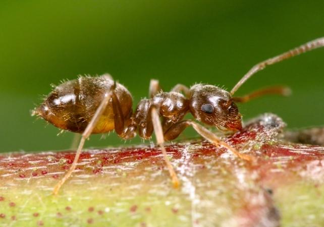 formica adulta