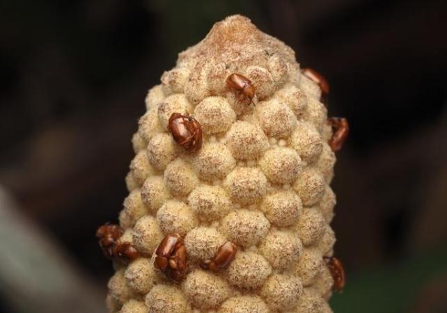 coleotteri su un cono di cicadea
