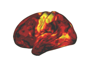I ricercatori della WashU Medicine scoprono che i farmaci stimolanti non influenzano le regioni del cervello che controllano l'attenzione, come si pensava in precedenza. Le scansioni cerebrali mostrano che i farmaci influenzano le aree del cervello coinvolte nella vigilanza e nella ricompensa, evidenziate in giallo e arancione.