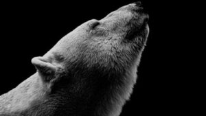 foto in bianco e nero di una testa di orso polare