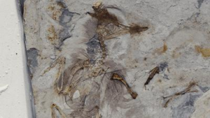 Fossile di Chromeornis funkyi con 800 sassi nella gola