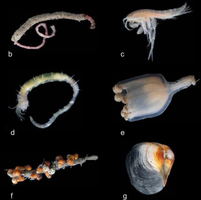 sei strane creature di mare profondo su uno sfondo nero. dall'alto verso il basso: un verme rosso ricciuto in un tubo calcareo; una creatura simile a un gamberetto, pallida e semi-traslucida; una creatura simile a un verme, pallida e semi-traslucida, con tentacoli sul viso; una medusa semi-traslucida con un gambo sulla testa; un bastone con molte lumache arancioni sopra; un mollusco bivalve con un guscio grigio e arrugginito