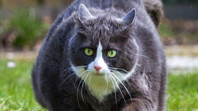 ritratto ravvicinato di un gatto grigio e bianco a pelo corto molto sovrappeso che cammina sull'erba