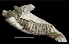 Un osso mandibolare di Stegodon grigio pallido con molare rigato, impostato su uno sfondo nero semplice e una barra di scala bianca.
