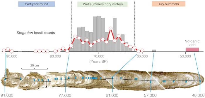 Figura riassuntiva. In basso c'è una foto di una stalagmite tagliata e lucidata con i luoghi di campionamento in quadrati blu. Sopra ci sono un grafico a linee e a barre che mostrano la frequenza dei fossili di Stegodon. I grafici si allineano bene con un periodo di estati umide.