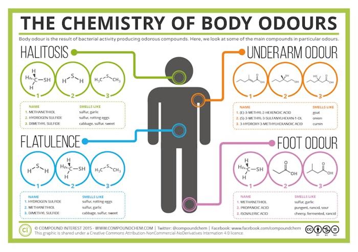 Un'infografica che spiega la chimica dietro la flatulenza, l'odore delle ascelle, l'alitosi e l'odore dei piedi.