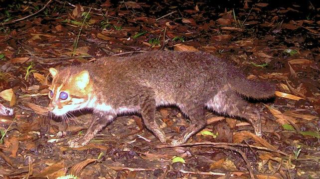 flathead_cat_header-642x361-1.jpg