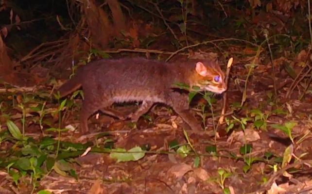 'Estinto' Gatto dalla testa piatta 