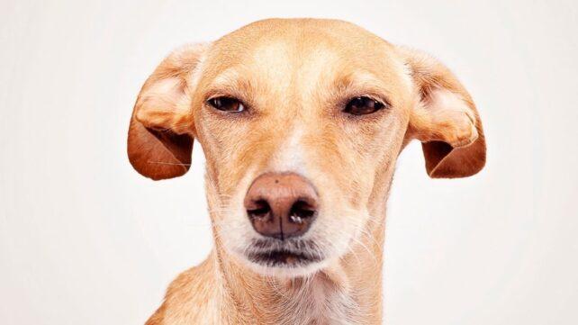 funny-greyhound-642x361-1.jpg