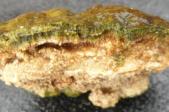 È sorprendente quanto velocemente crescano queste rocce, ma non sono una carta per uscire di prigione per le emissioni di carbonio.