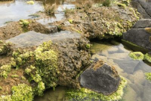 Possono sembrare rocce ordinarie coperte di muschio o alghe, ma questi sono microbioliti, antiche forme di vita che crescono in modo straordinario.