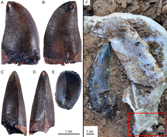 Il dente di mosasauro da diverse angolazioni (sinistra) e dove è stato trovato, accanto a un dente di T-rex e una busta protettiva (destra)