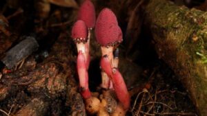 Questa strana pianta 'fungo' parassita ha smesso la fotosintesi e sta prosperando