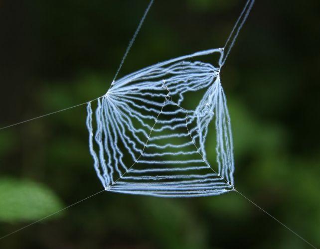 una foto della rete del ragno, che è bianca e pelosa, rettangolare, con linee per lo più orizzontali. è sospesa con seta di ragno regolare in questa immagine, nessun ragno da vedere.