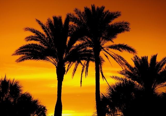 palme al tramonto