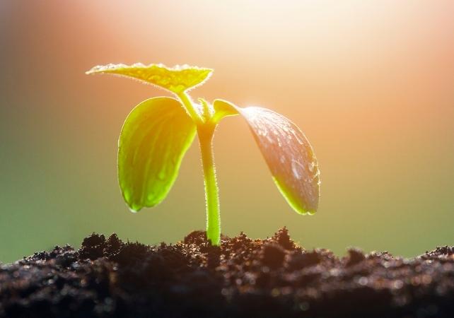 piccola pianta alla luce del sole