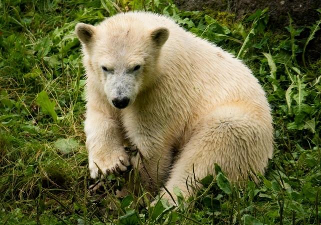 Orso polare e piante verdi
