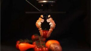 Dimostrazione della pinza robotica realizzata con code di scampi.