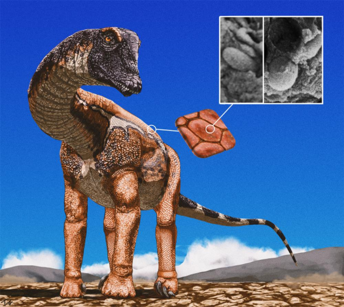 melanosomi di sauropode melanosomi di sauropode