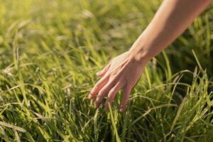 Una mano tocca leggermente un vivace prato verde in un campo illuminato dal sole.