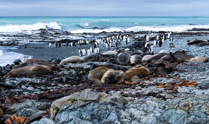 Un gruppo di pinguini reali e un gruppo di foche elefante che si trovano sulla spiaggia rocciosa dell'Isola Macquarie.