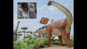 un campione di pelle di diplodoco rivela melanosomi microscopici che hanno creato pigmento