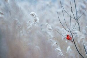 Un vivace cardinale del nord maschio rosso si posa su un ramo nella neve che cade.