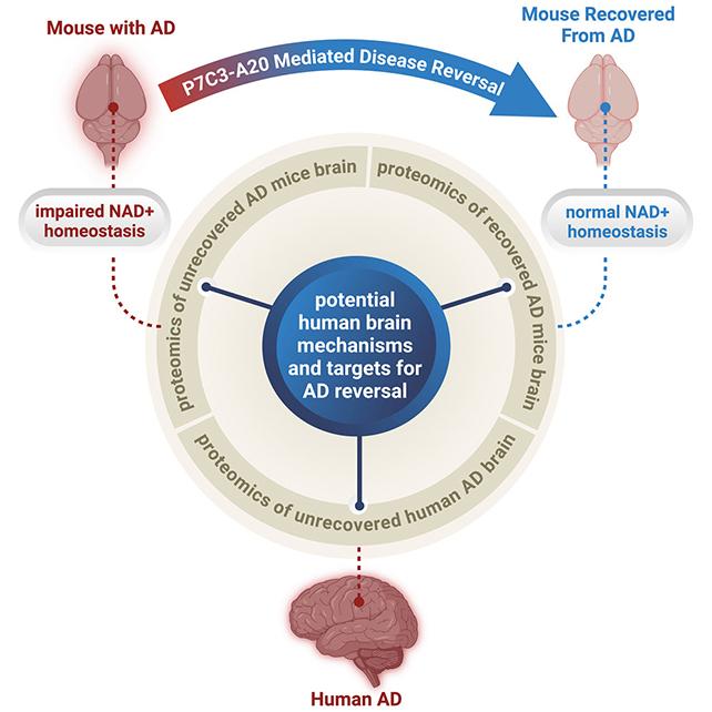 Grafica sull'Alzheimer