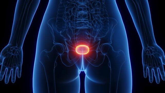 FemalePelvicAnatomyWithBladderGlowingGold-642x361-1.jpg