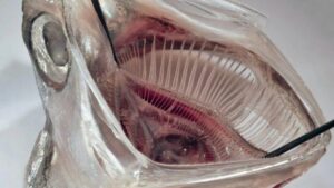 Filtraggio 'Bocca di Pesce' Rimuove il 99% delle Microplastiche dai Rifiuti di Lavanderia