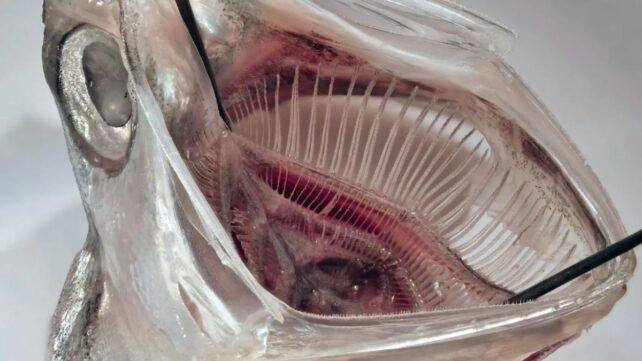 FishMouth-642x361-1.jpg