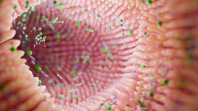 GutBacteriaCloseUpInDigestiveTract-642x361-1.jpg