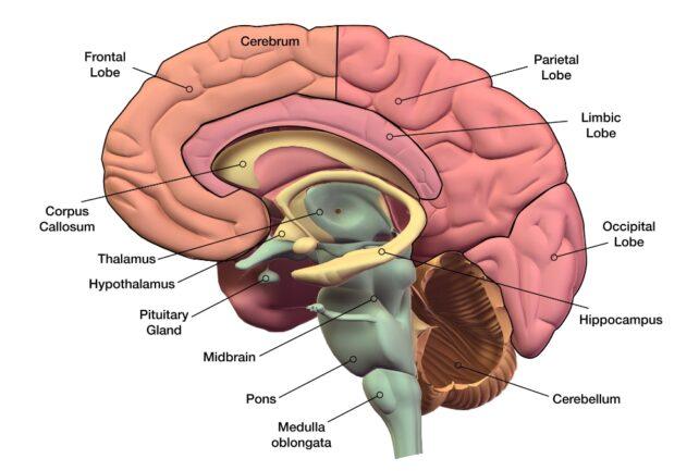 anatomia del cervello umano, illustrazione