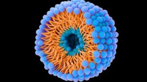 Sezione trasversale di un liposoma che mostra strutture simili a bolle