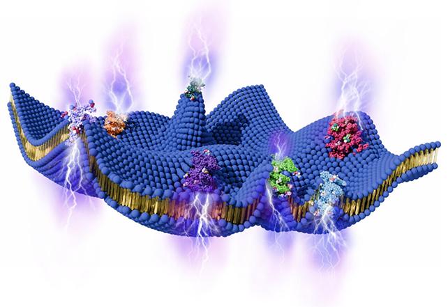Grafica della membrana cellulare