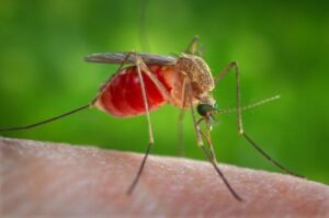 Primo piano di una zanzara con addome pieno di sangue