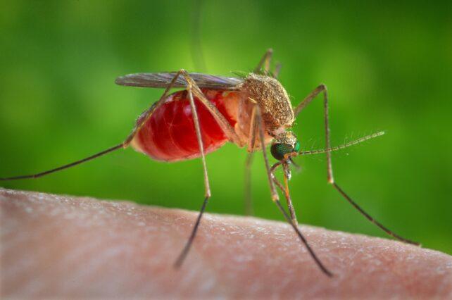 Primo piano di una zanzara con addome pieno di sangue