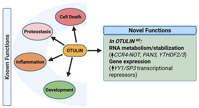 Caratteristiche di OTULIN