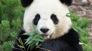 Un panda che mangia bambù