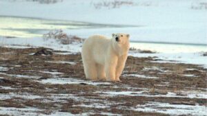orso polare nell'Artico