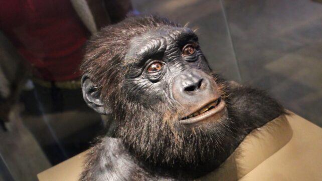 Sahelanthropus-642x361-1.jpg