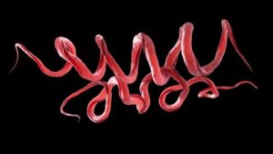 Il DNA antico rivela che le radici contorte della sifilide risalgono a 5.500 anni fa