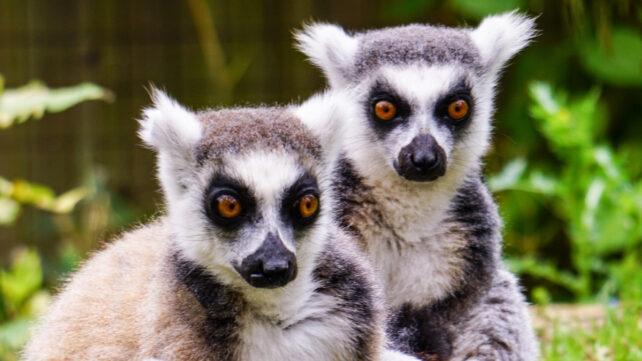 Due lemuri dalla coda ad anello seduti