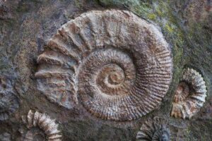 Una lastra di pietra con un grande fossile di ammonite a spirale e tre piccoli fossili in essa