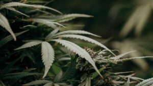 immagine ravvicinata di pianta di cannabis