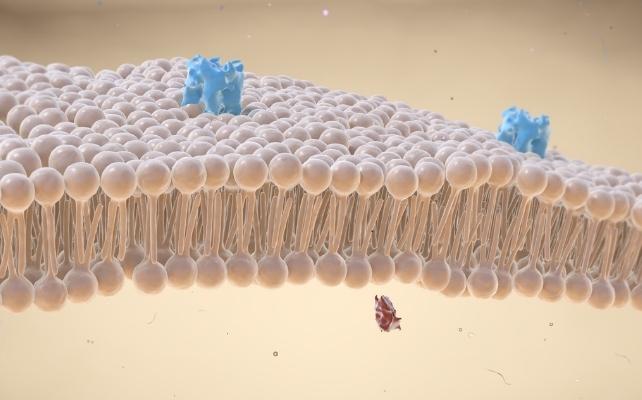 diagramma di una membrana cellulare