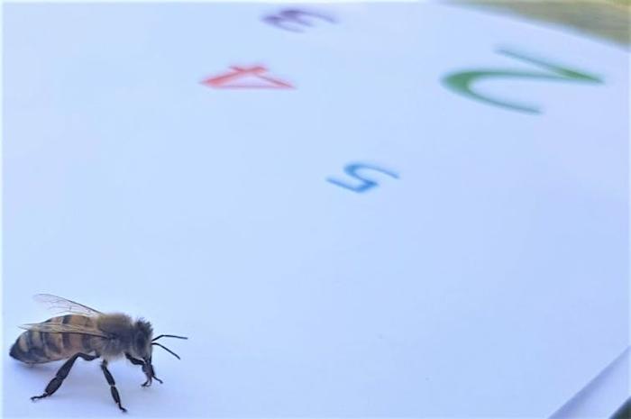 Un'ape si trova di fronte a numeri arabi colorati tra cui 2, 3, 2, 4.