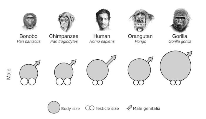 Un grafico che mostra che gli esseri umani hanno i pene più grandi rispetto alla dimensione del corpo, mentre altre scimmie hanno testicoli più grandi o entrambi sono piccoli.