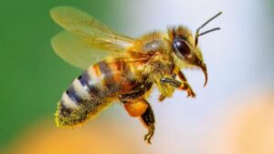 ape su uno sfondo verde e giallo
