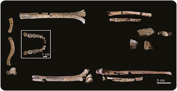 Fossile di Homo Habilis di 2 milioni di anni fa